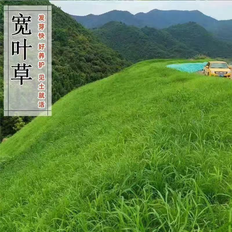 宽叶草百喜草草籽耐热耐旱护坡固土边坡绿化工程