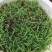宽叶草百喜草草籽耐热耐旱护坡固土边坡绿化工程