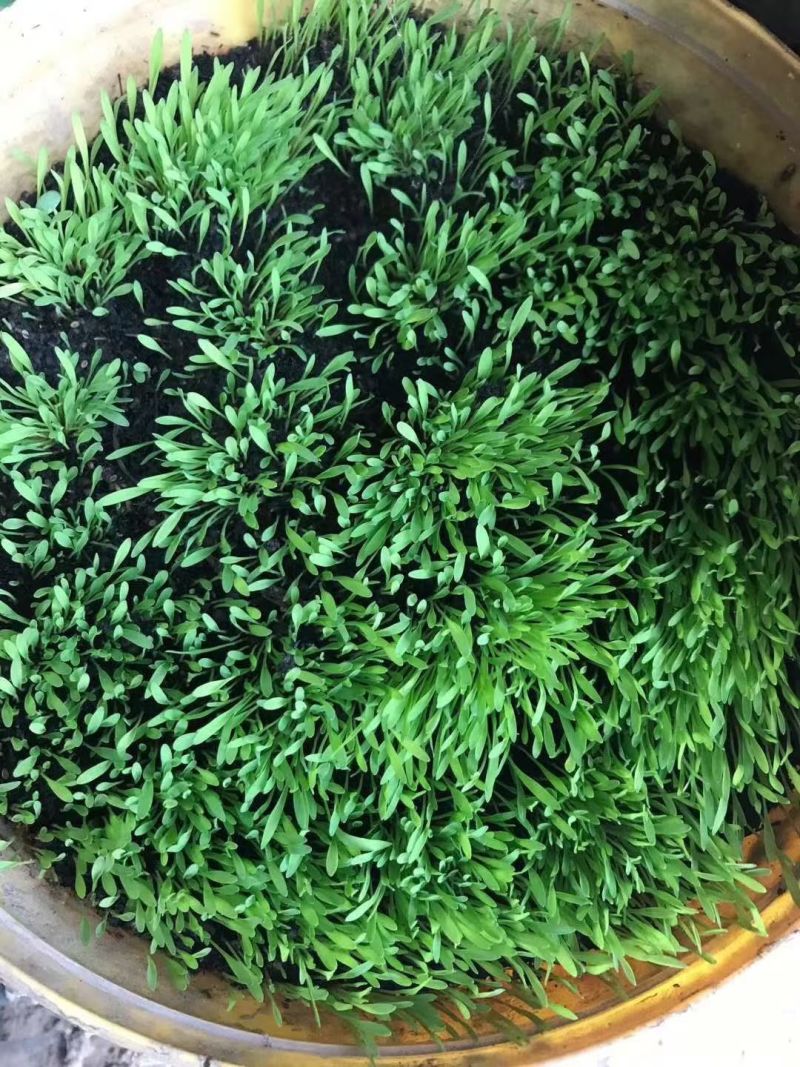宽叶草百喜草草籽耐热耐旱护坡固土边坡绿化工程