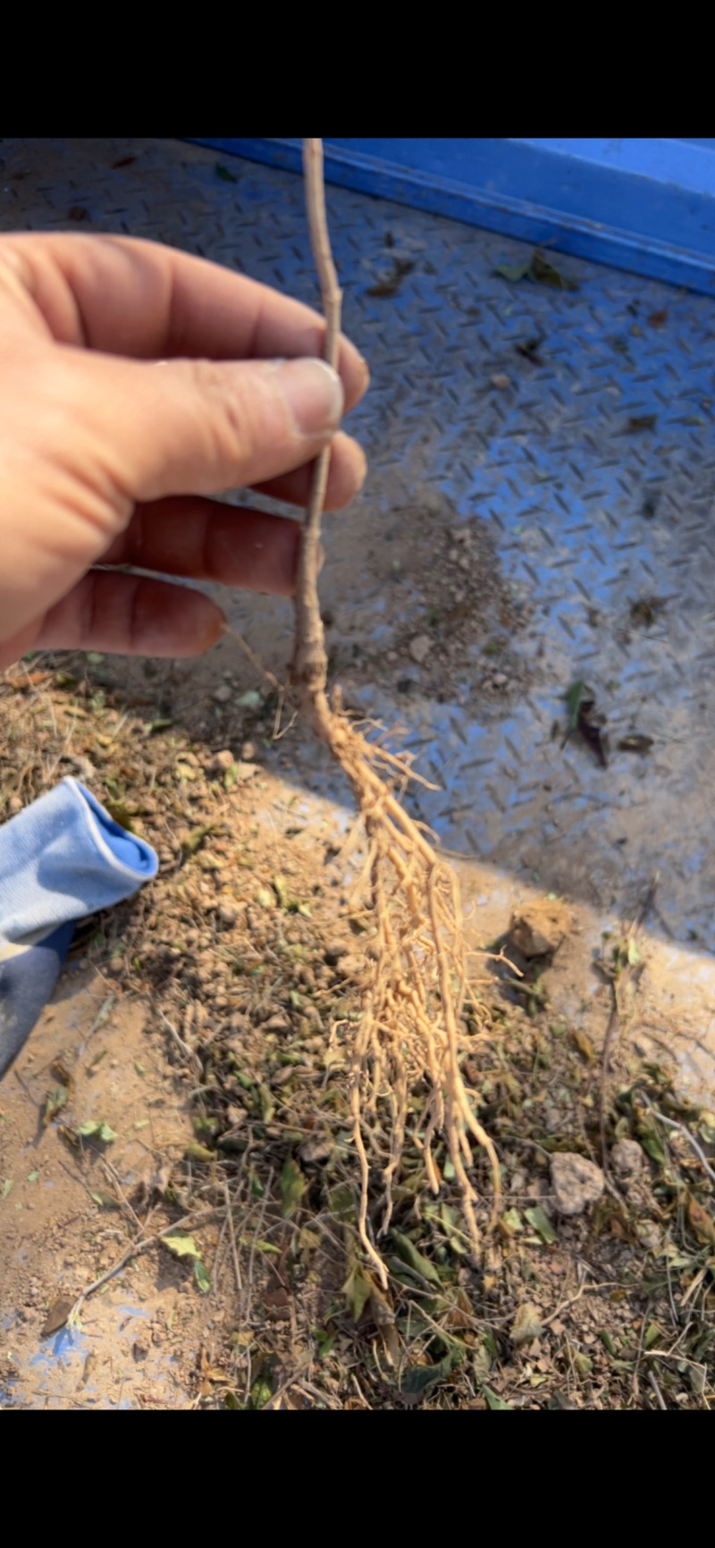 连翘小苗处理药用大颗粒连翘苗现挖现发根系发达好成活