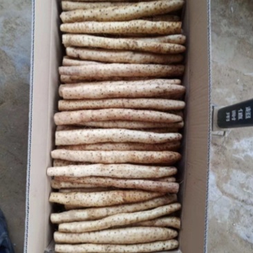 麻山药安阳麻山药基地直发量大从优欢迎来电咨询