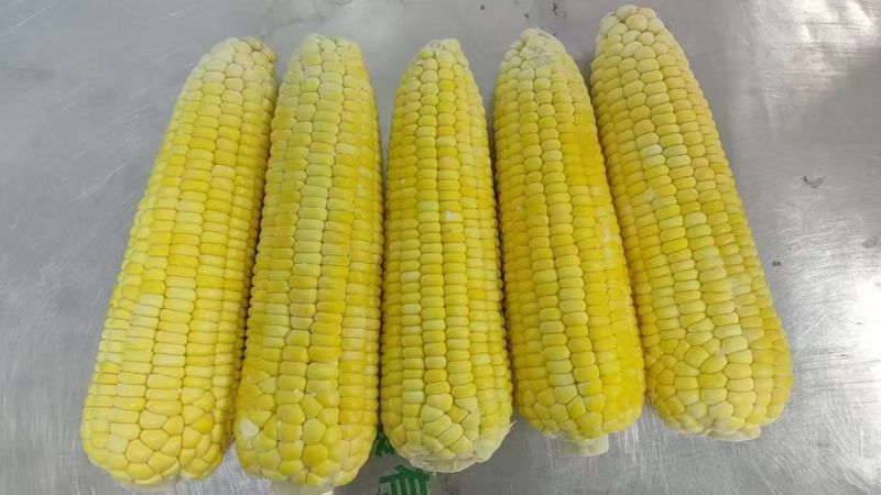 产地直供！万全孔家庄速冻、糯玉米、玉米段、成品玉米批量