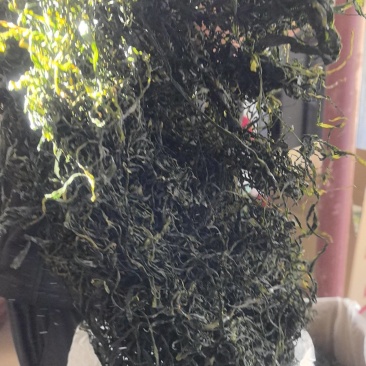 15倍泡发率烘干海带苗烘干海带嫩苗