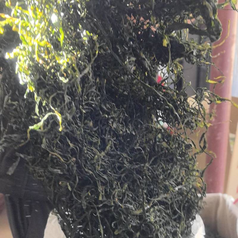 15倍泡发率烘干海带苗烘干海带嫩苗