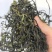15倍泡发率烘干海带苗烘干海带嫩苗