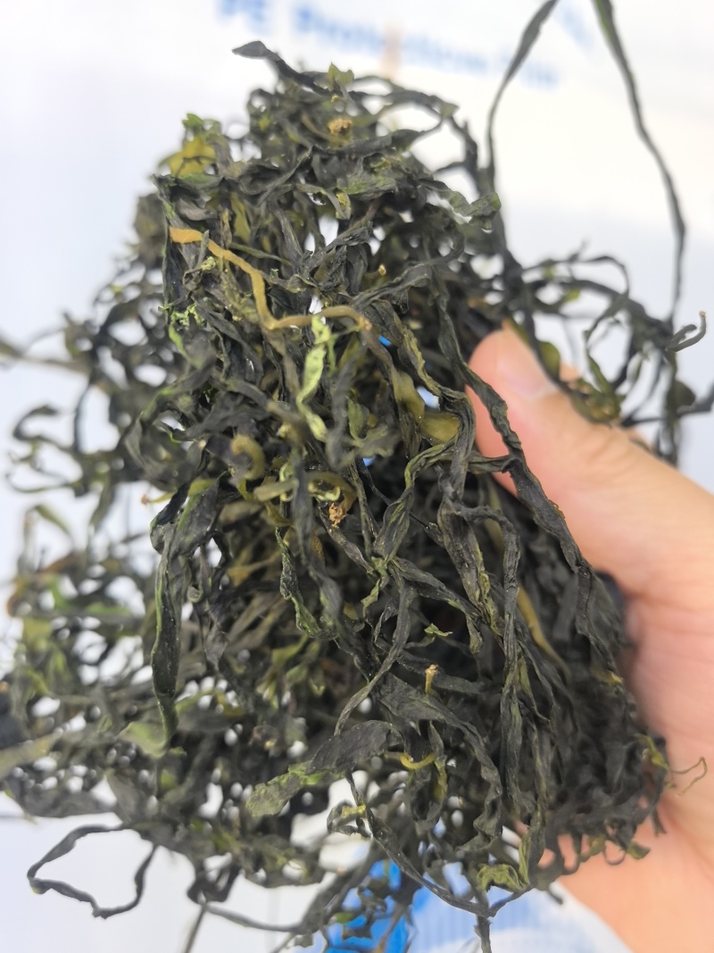 15倍泡发率烘干海带苗烘干海带嫩苗