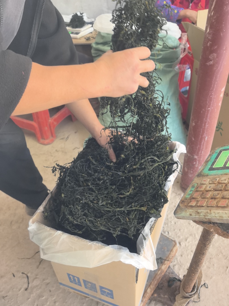15倍泡发率烘干海带苗烘干海带嫩苗