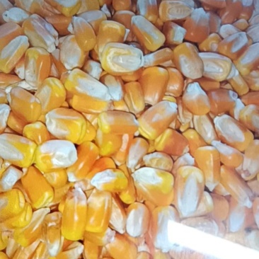 东北黄玉米产地直供，饲料养殖加工