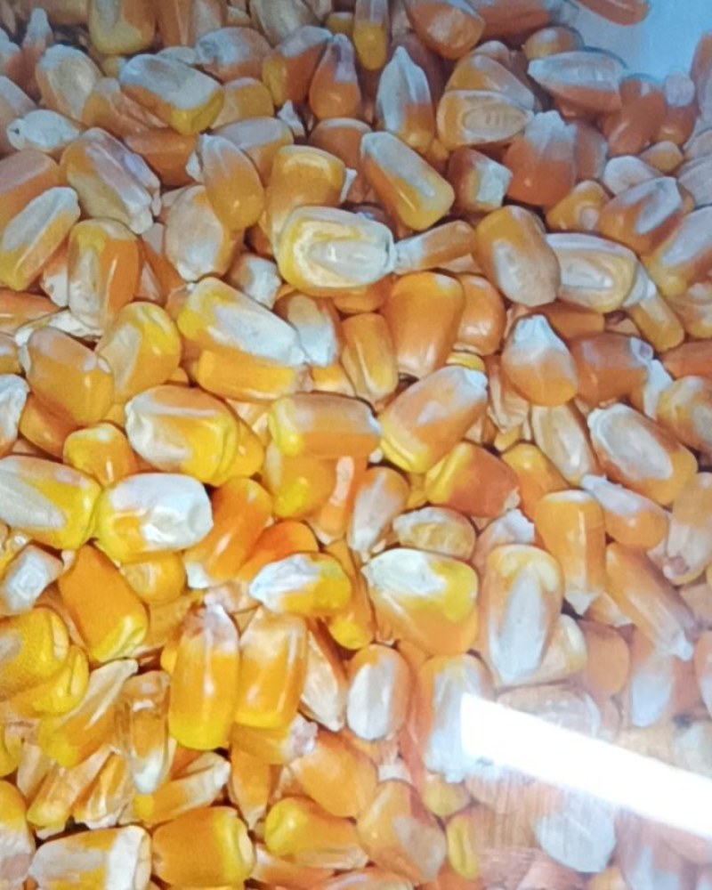 东北黄玉米产地直供，饲料养殖加工