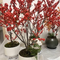 北美冬青冬红盆栽