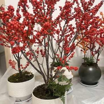 北美冬青冬红盆栽