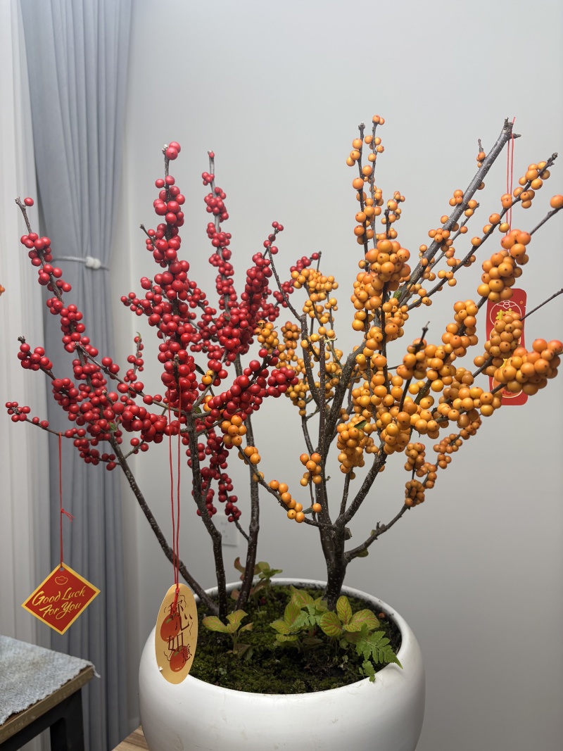 北美冬青冬红盆栽