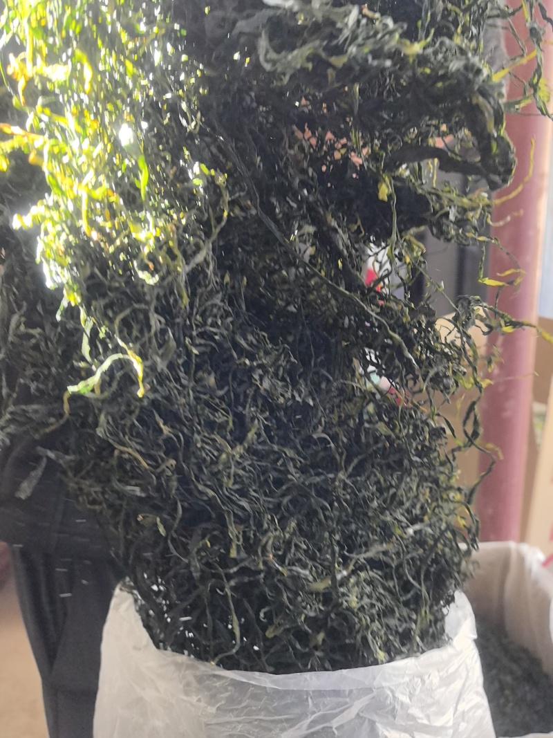 15倍泡发率烘干海带苗烘干海带嫩苗