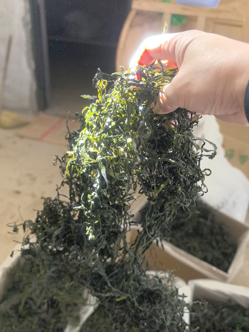 15倍泡发率烘干海带苗烘干海带嫩苗
