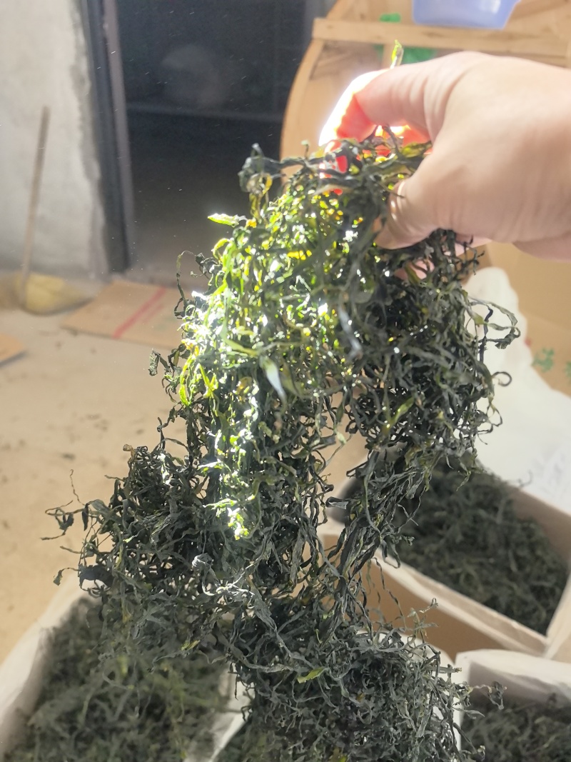 15倍泡发率烘干海带苗烘干海带嫩苗