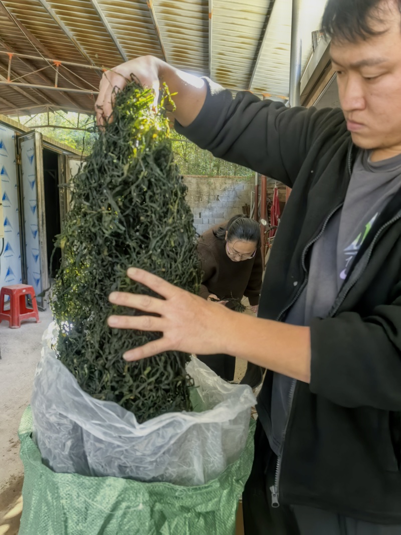 15倍泡发率烘干海带苗烘干海带嫩苗