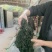 15倍泡发率烘干海带苗烘干海带嫩苗