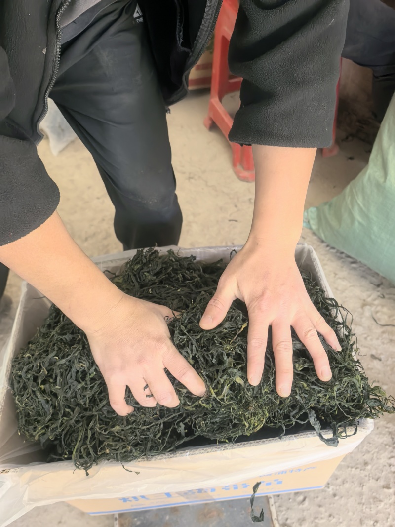 15倍泡发率烘干海带苗烘干海带嫩苗