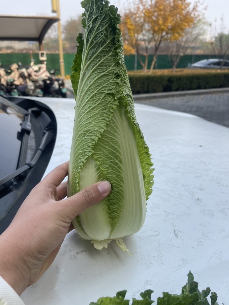 正宗玉田包尖白菜诚心出售哈