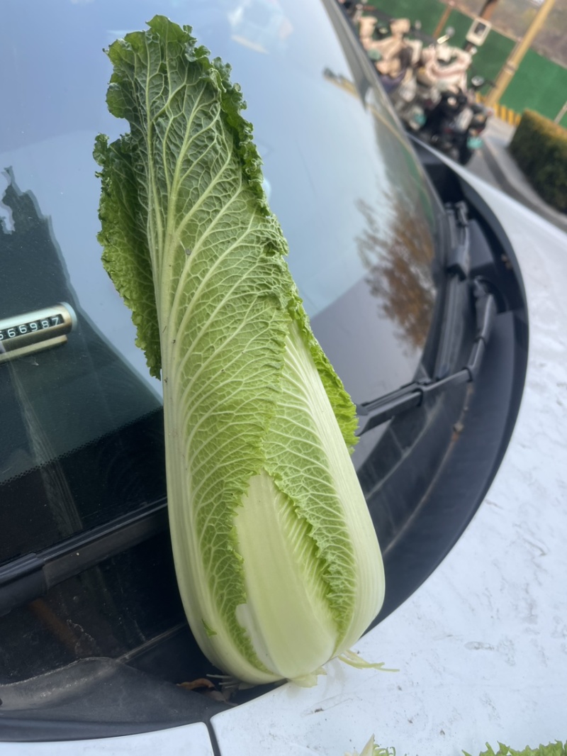 正宗玉田包尖白菜诚心出售哈