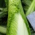 正宗玉田包尖白菜诚心出售哈