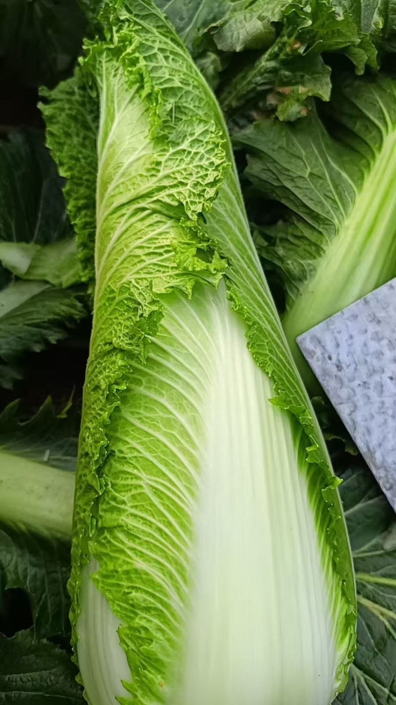 正宗玉田包尖白菜诚心出售哈