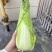 正宗玉田包尖白菜诚心出售哈