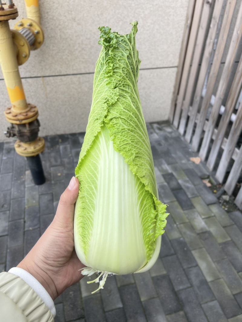 正宗玉田包尖白菜诚心出售哈
