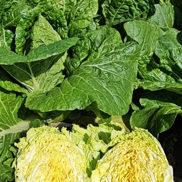 矮胖黄心大白菜青杂三号白菜产地直发欢迎咨询4~6斤