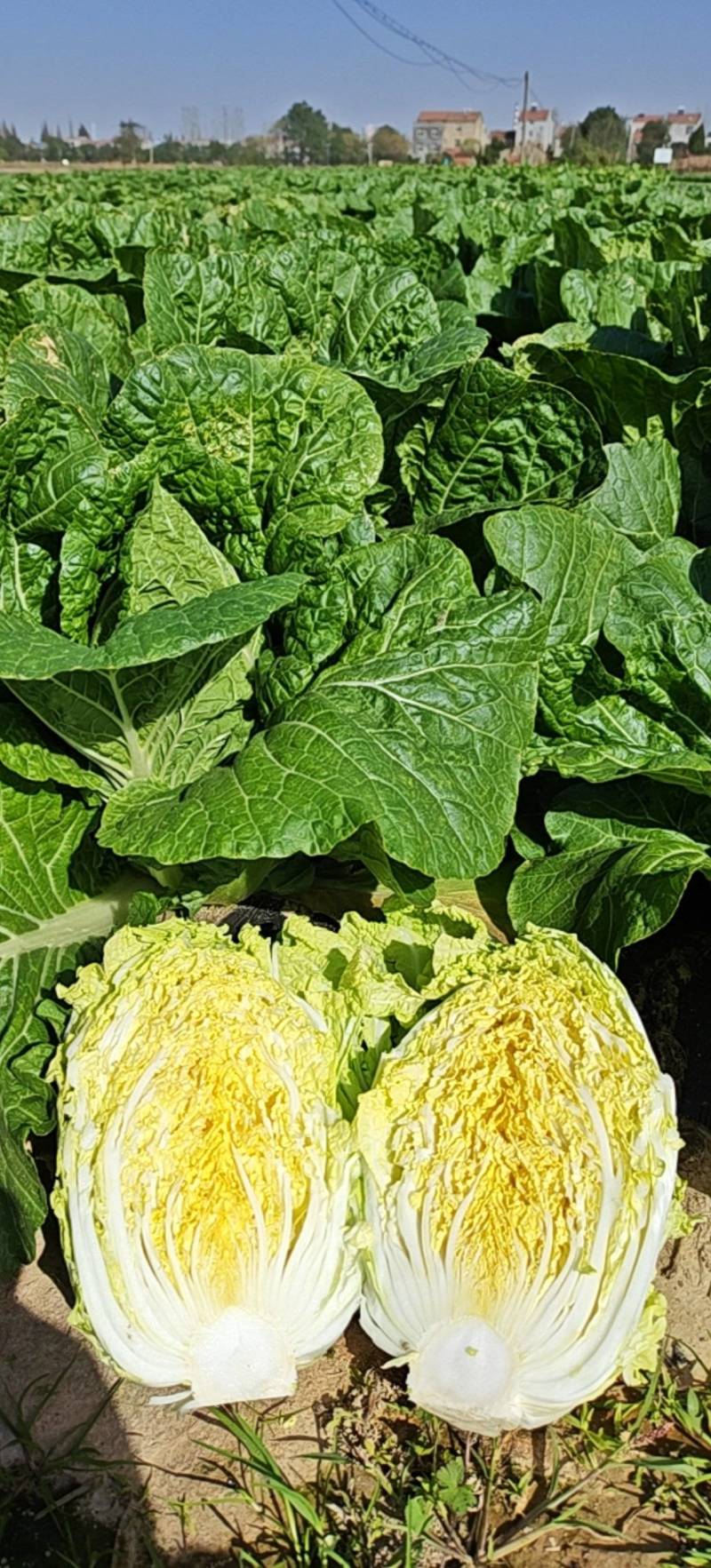 矮胖黄心大白菜青杂三号白菜产地直发欢迎咨询4~6斤