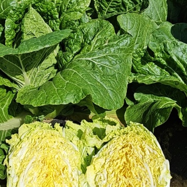 矮胖黄心大白菜净菜毛菜大量有货要大白菜欢迎来电