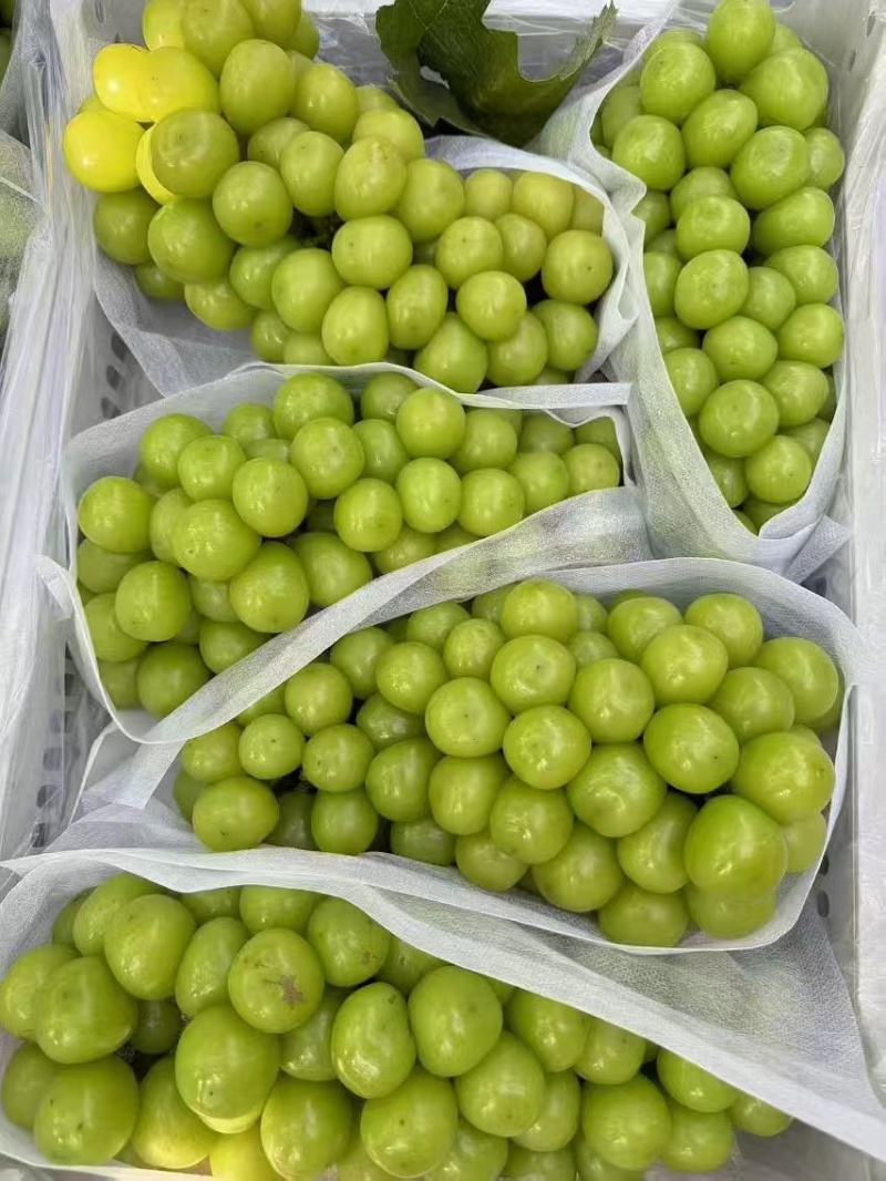 葡萄/阳光玫瑰/河北晋州产地直供/对接批发市场采购等