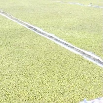 大量橄榄，油柑果出售