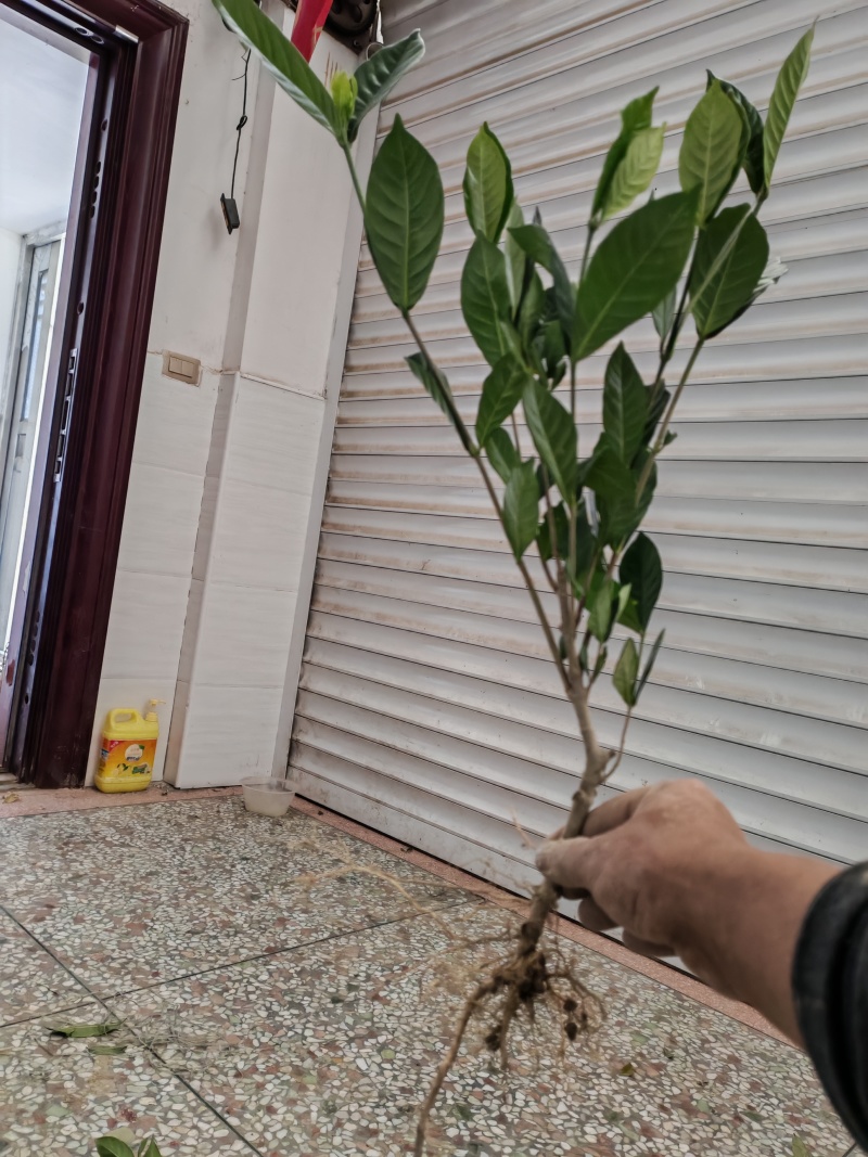大量出售黄栀子苗，水栀子苗根系发达，质优价廉，