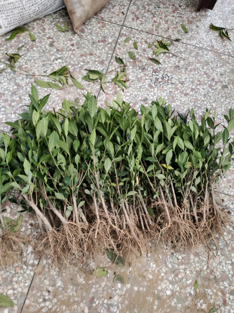 大量出售黄栀子苗，水栀子苗根系发达，质优价廉，