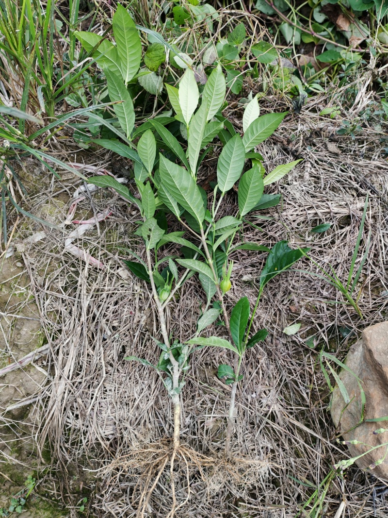 大量出售黄栀子苗，水栀子苗根系发达，质优价廉，