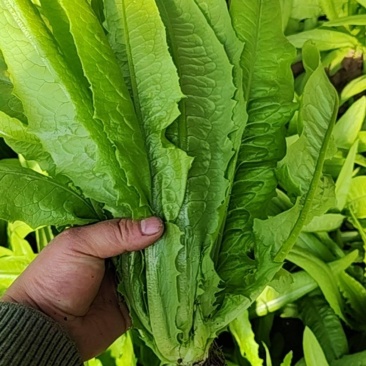 甘肃古浪油麦菜