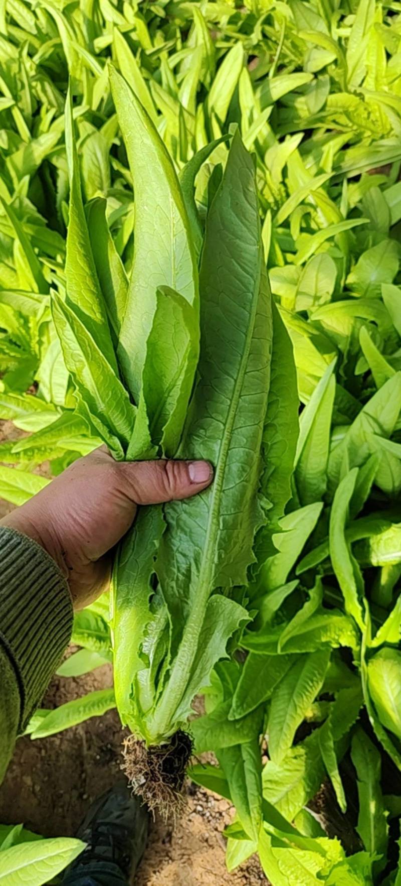 甘肃古浪油麦菜