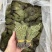 独脚金疳积草自然晾晒吃的放心保质保量对接全国客户