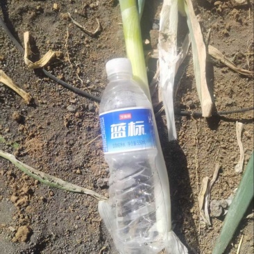 铁杆大葱