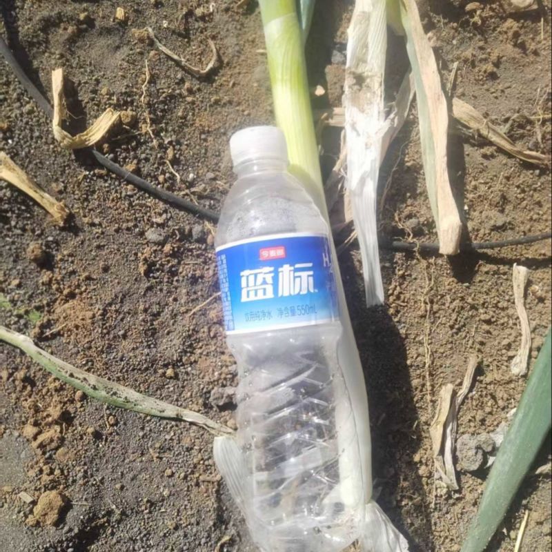 铁杆大葱