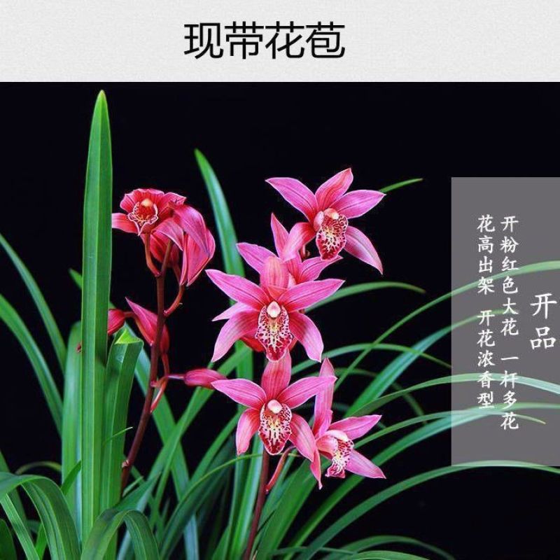 兰花苗红霞带花苞浓香型室内外耐寒好养懒人兰花卉绿植物四季开花