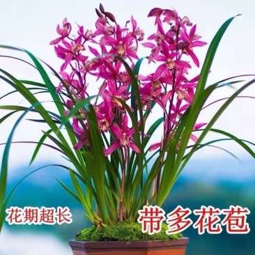 兰花苗红霞带花苞浓香型室内外耐寒好养懒人兰花卉绿植物四季开花