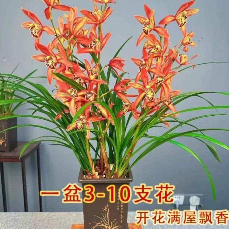 兰花苗红霞带花苞浓香型室内外耐寒好养懒人兰花卉绿植物四季开花