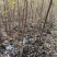 红榉容器苗，高度1.5米，地径1.5公分