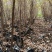 红榉容器苗，高度1.5米，地径1.5公分