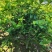 【热卖】桂花树四季桂球、树现挖现发可视频看货