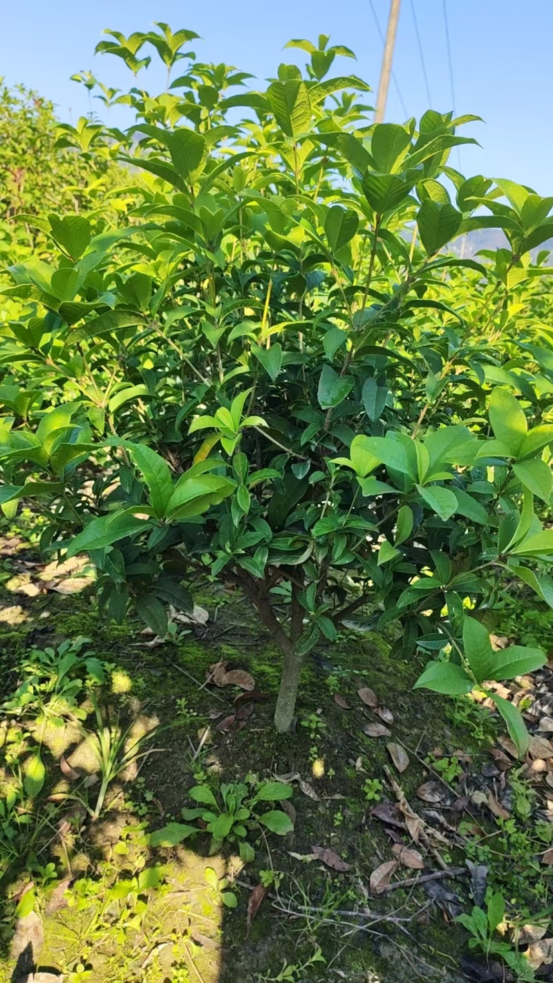 【热卖】桂花树四季桂球、树现挖现发可视频看货