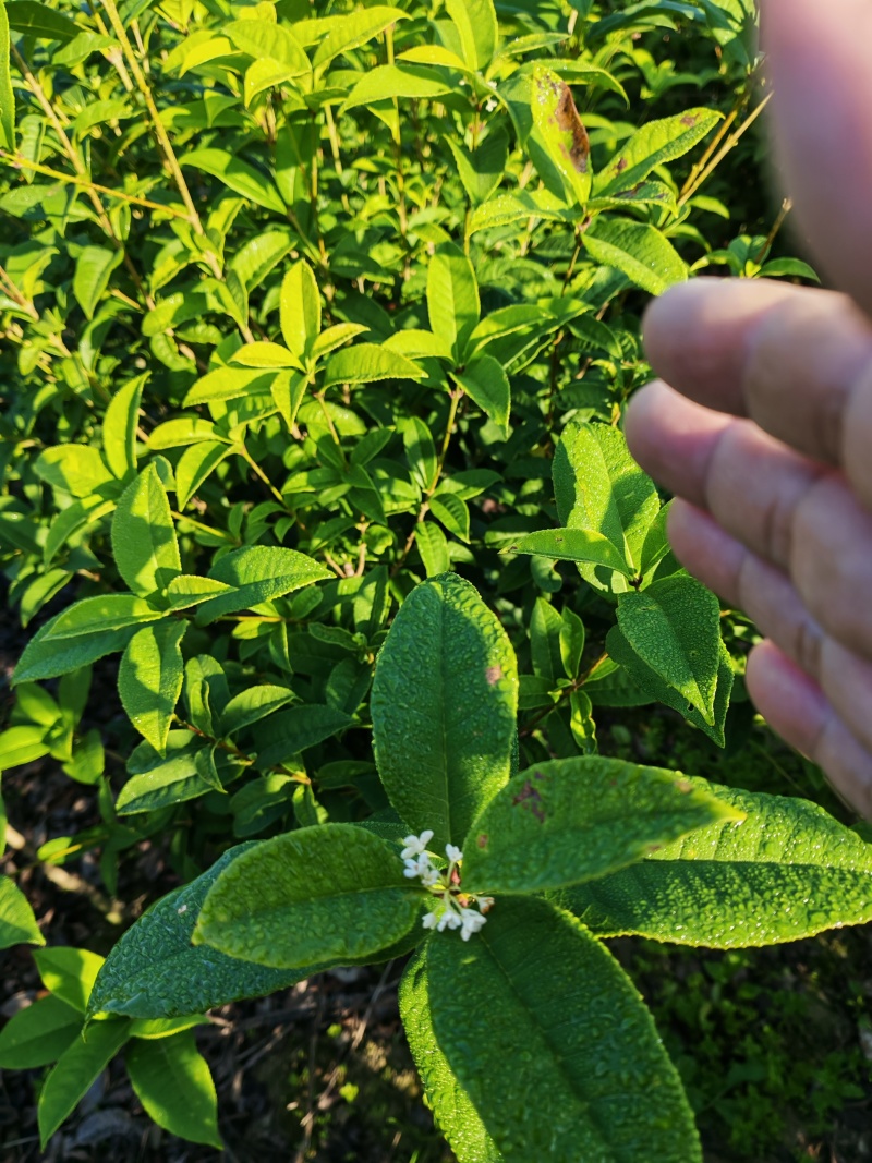 【热卖】桂花树四季桂球、树现挖现发可视频看货