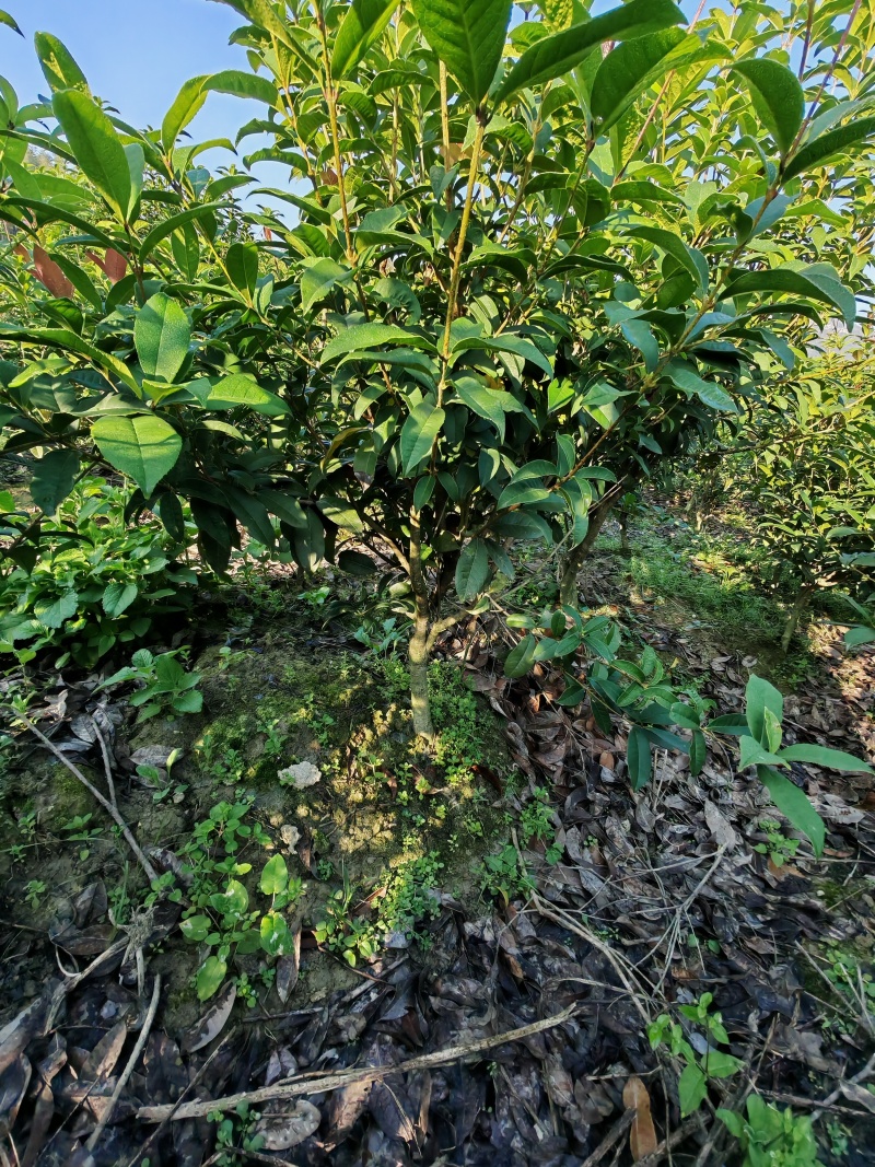 【热卖】桂花树四季桂球、树现挖现发可视频看货